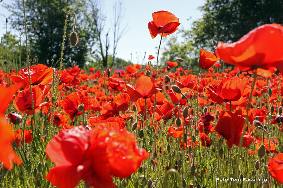 2010-06-05_01_Mohnblumen