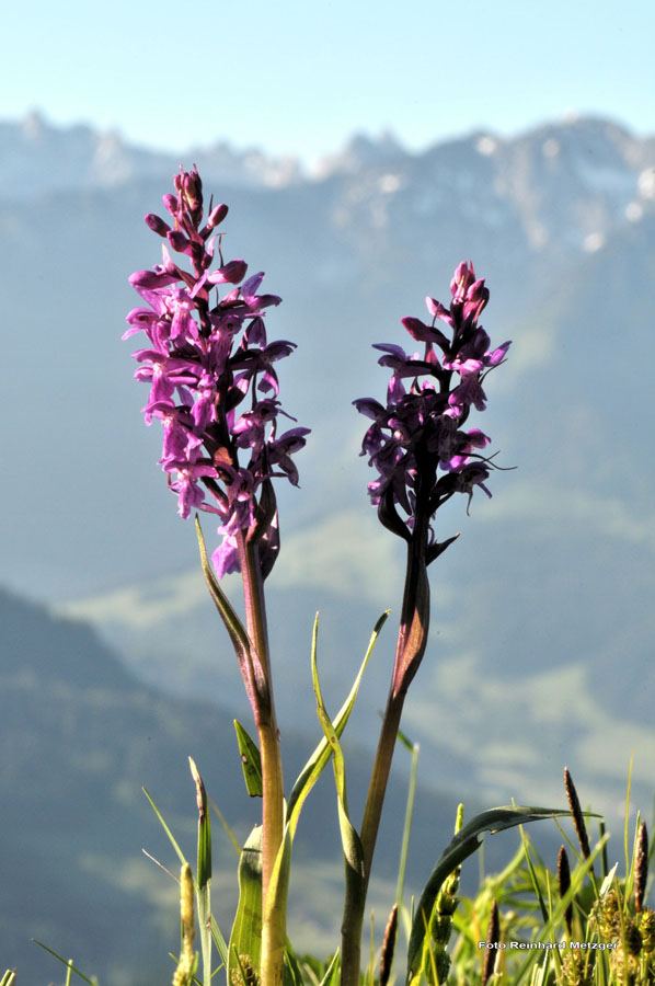 2010-06-05_1_Orchidee_Geflecktes_Knabenkraut