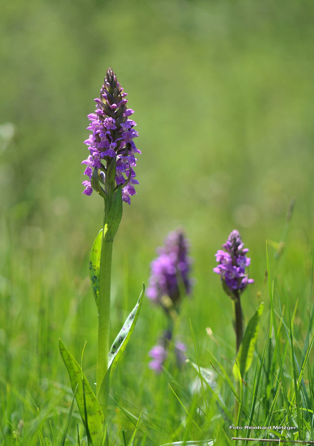 2010-06-05_2_Orchidee_Geflecktes_Knabenkraut_2