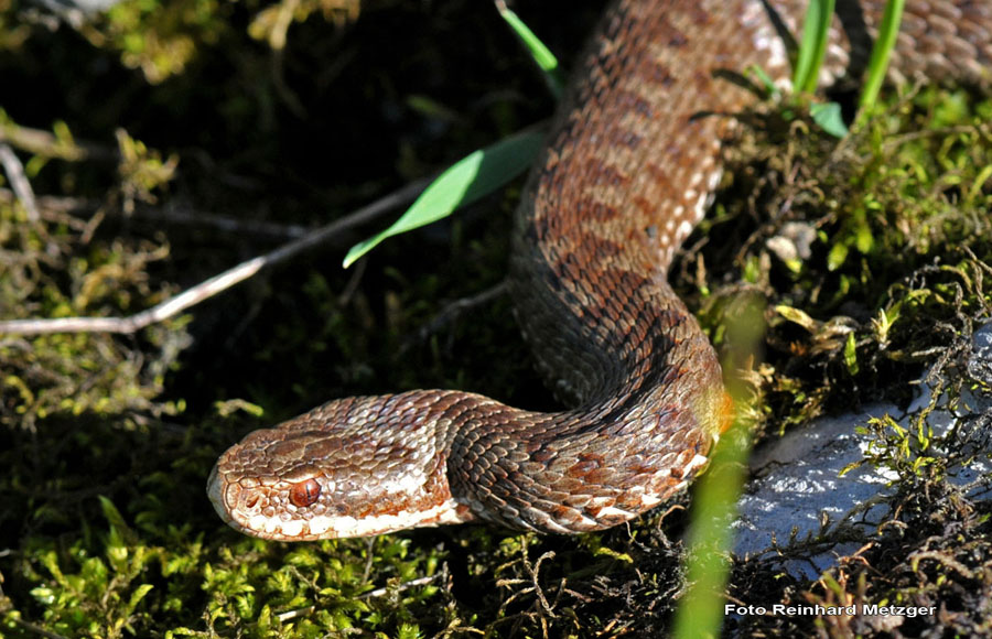 2010-06-05_3_Kreuzotter_in_der_Morgensonne