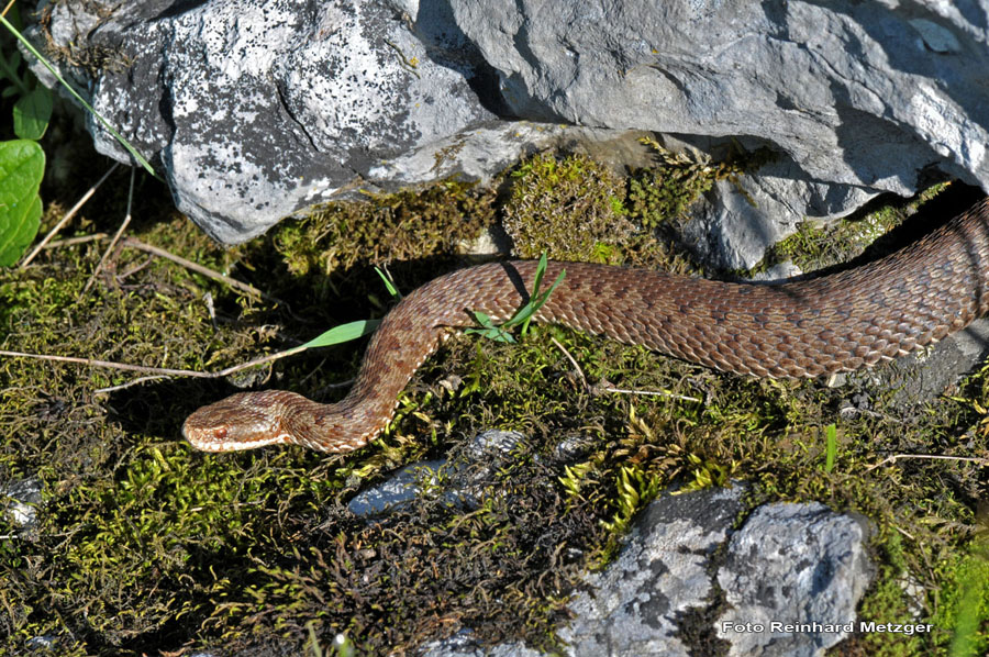 2010-06-05_4_Kreuzotter_in_der_Morgensonne_2