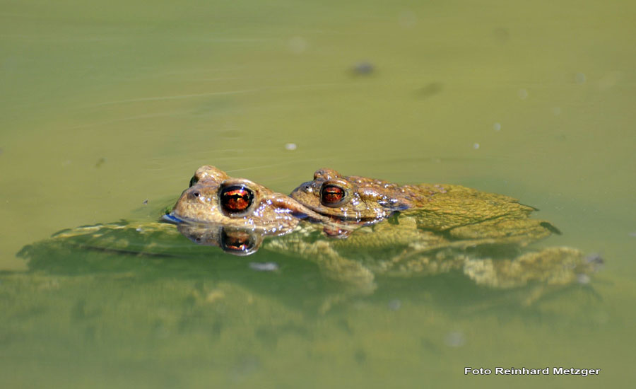 2010-06-05_6_Erdkroeten_bei_der_Paarung