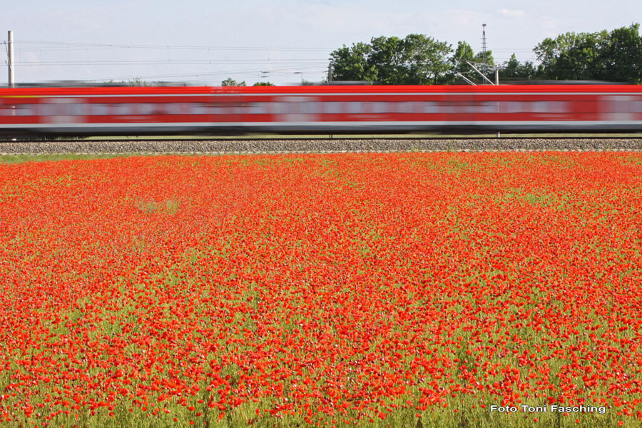 2010-06-06_05_Mohnblumen