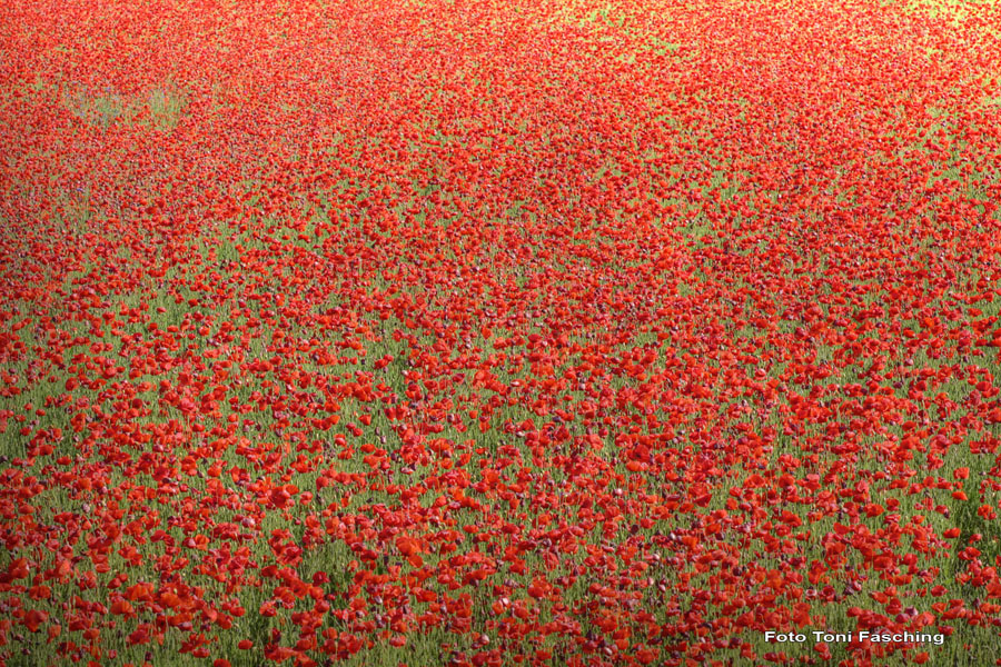 2010-06-06_07_Mohnblumen
