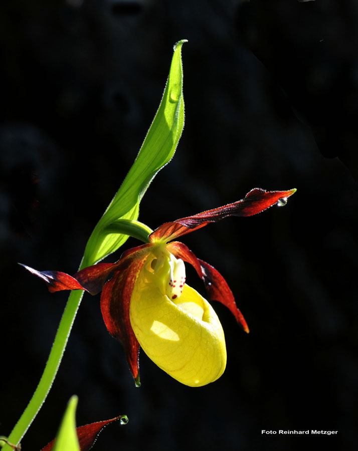2010-06-06_11_Orchidee_Gelber_Frauenschuh_1