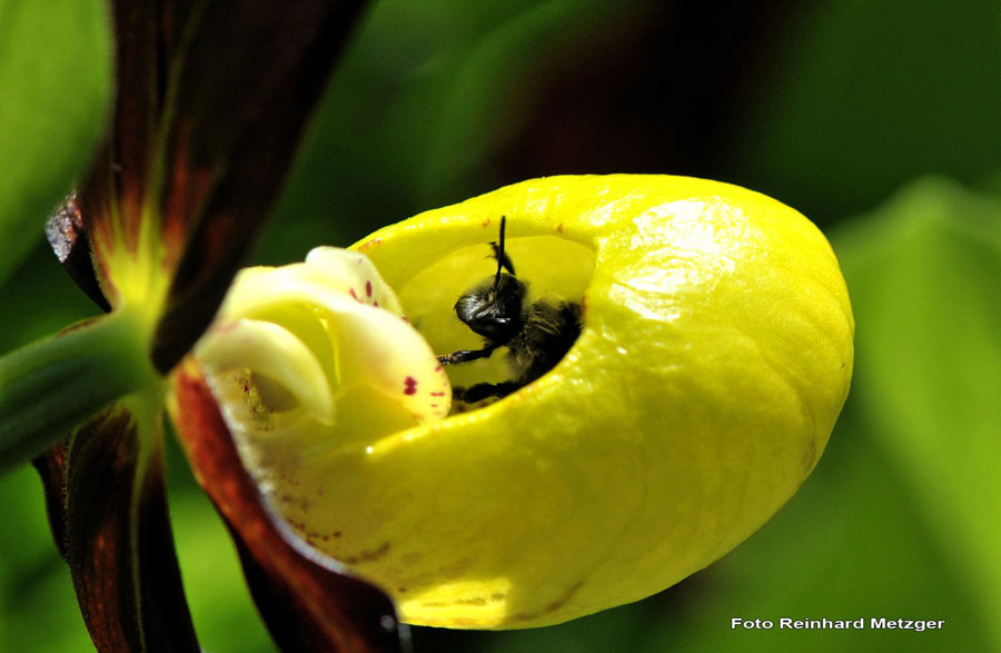 2010-06-06_12_Wildbiene_gefangen_und_verurteilt_zum_besteuben