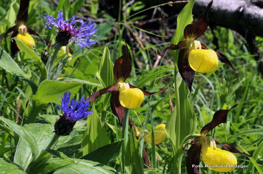 2010-06-06_15_Bergflockenblume_und_gelber_Frauenschuh