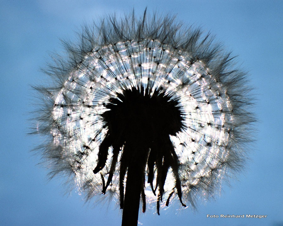 2010-06-06_9_Loewenzahn_2