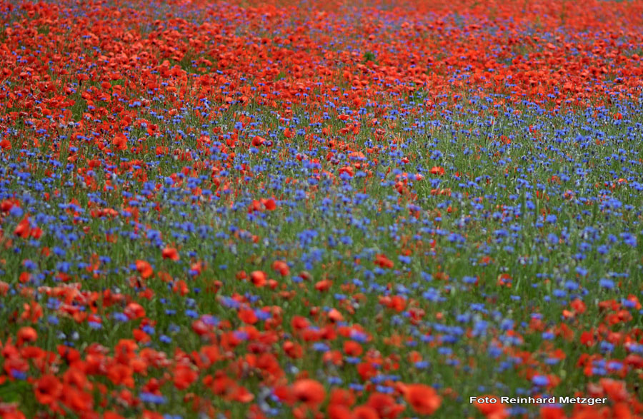 2010-06-11_21_Mohn_und_Kornblumenfeld_1