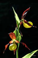 2010-06-06_13_Orchidee_Gelber_Frauenschuh_2