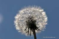 2010-06-06_8_Loewenzahn
