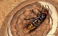 2010-06-09_19_Hornisse_3