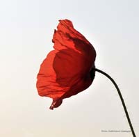 2010-06-11_20_Mohnblume