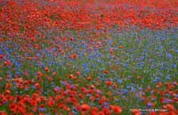 2010-06-11_21_Mohn_und_Kornblumenfeld_1