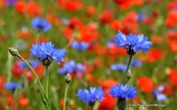 2010-06-11_22_Kornblumen