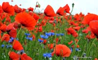 2010-06-11_23_Mohn_und_Kornblumenfeld_2