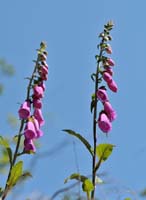 2010-06-23_25_Roter_Fingerhut
