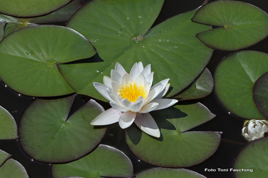 2010-07-03_01_Teich_und_Tiere