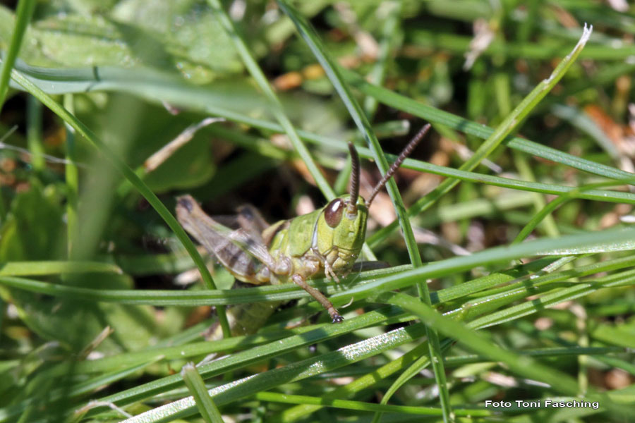 2010-07-03_03_Teich_und_Tiere