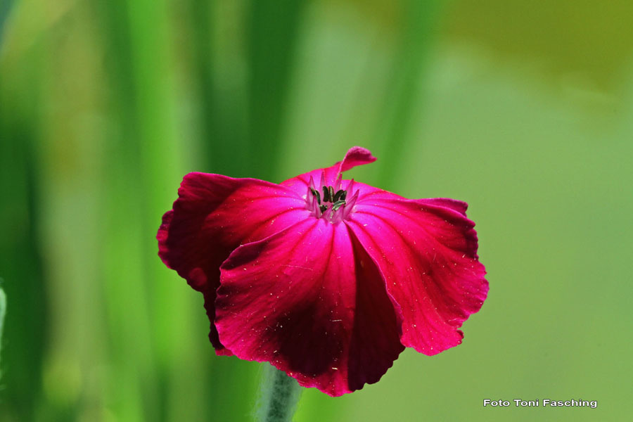 2010-07-03_04_Teich_und_Tiere