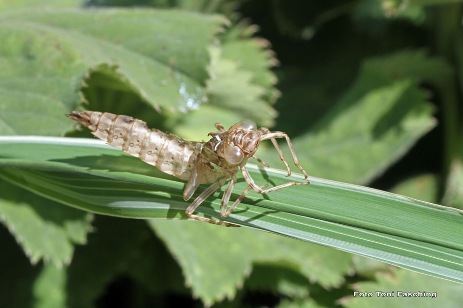 2010-07-03_06_Teich_und_Tiere