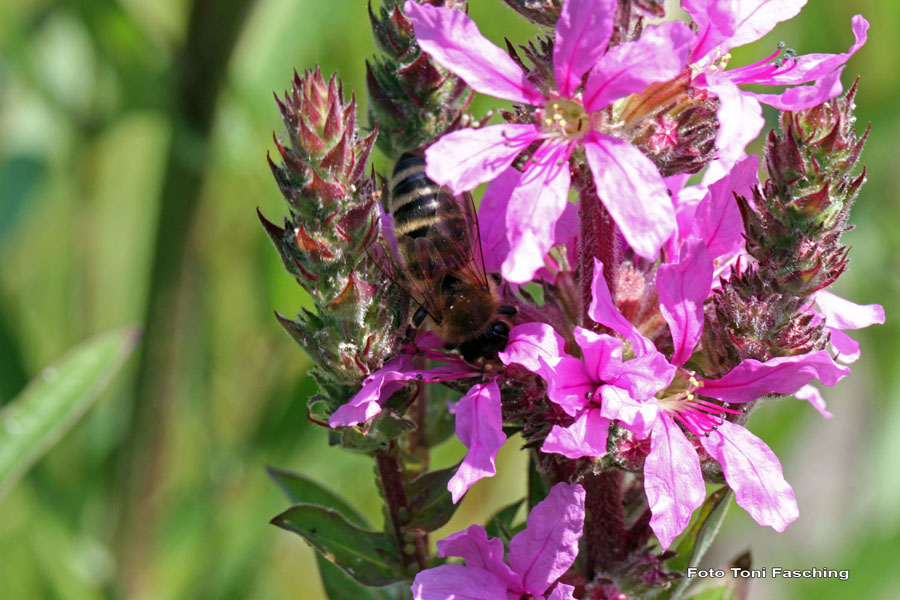 2010-07-03_07_Teich_und_Tiere
