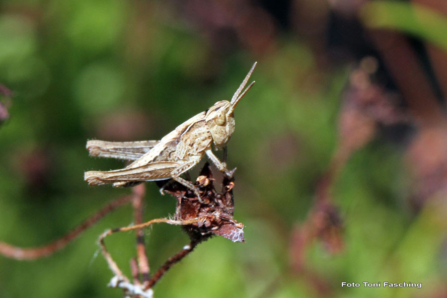 2010-07-03_08_Teich_und_Tiere