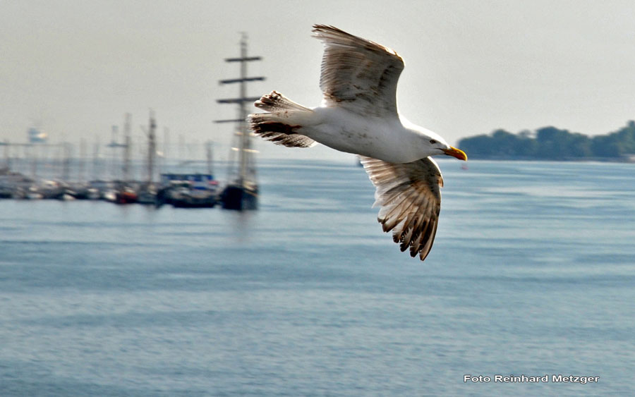 RME_1419 Junge_Silbermoeve