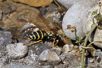 2010-07-03_02_Teich_und_Tiere