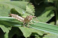 2010-07-03_06_Teich_und_Tiere