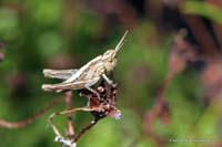 2010-07-03_08_Teich_und_Tiere