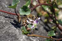 2010-07-03_09_Teich_und_Tiere