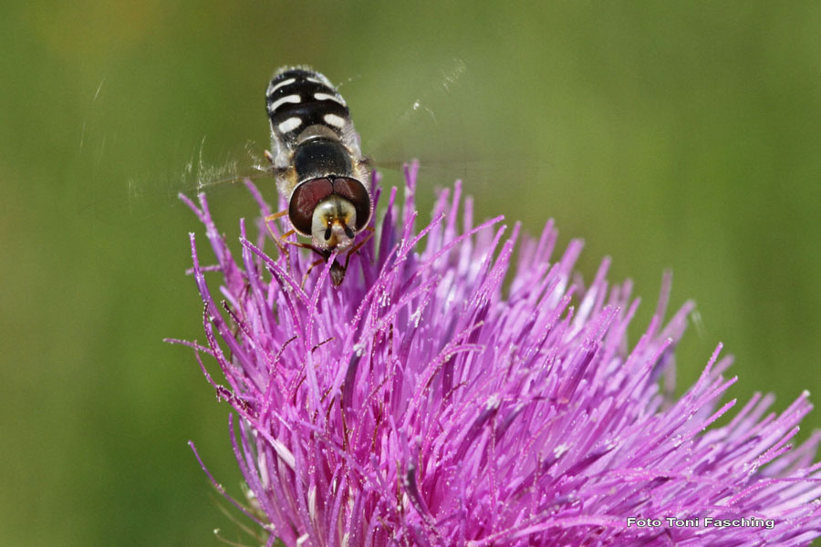 2010-08-01_14_Mariendistel+Schwebfliege