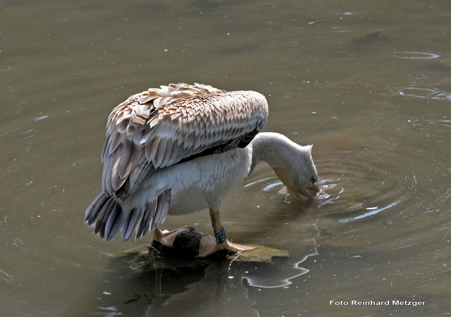 2010-08-30_09_Im_Trueben_fischen