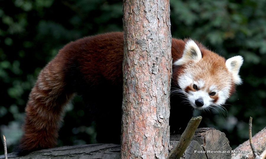 2010-08-30_10_vorsichtshalber_hinterm_Baum_bleiben