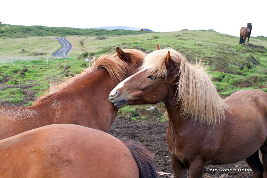 Hoiss_2010-08-31_25_Island_Islandpferde_6760