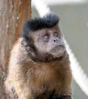 2010-08-30_08_Wo_bleibt_die_Banane