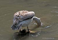 2010-08-30_09_Im_Trueben_fischen