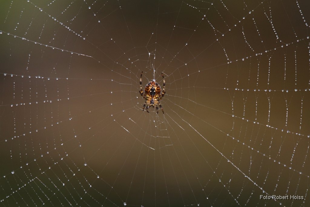 2010-10-03_01_Kreuzspinne_3556.JPG