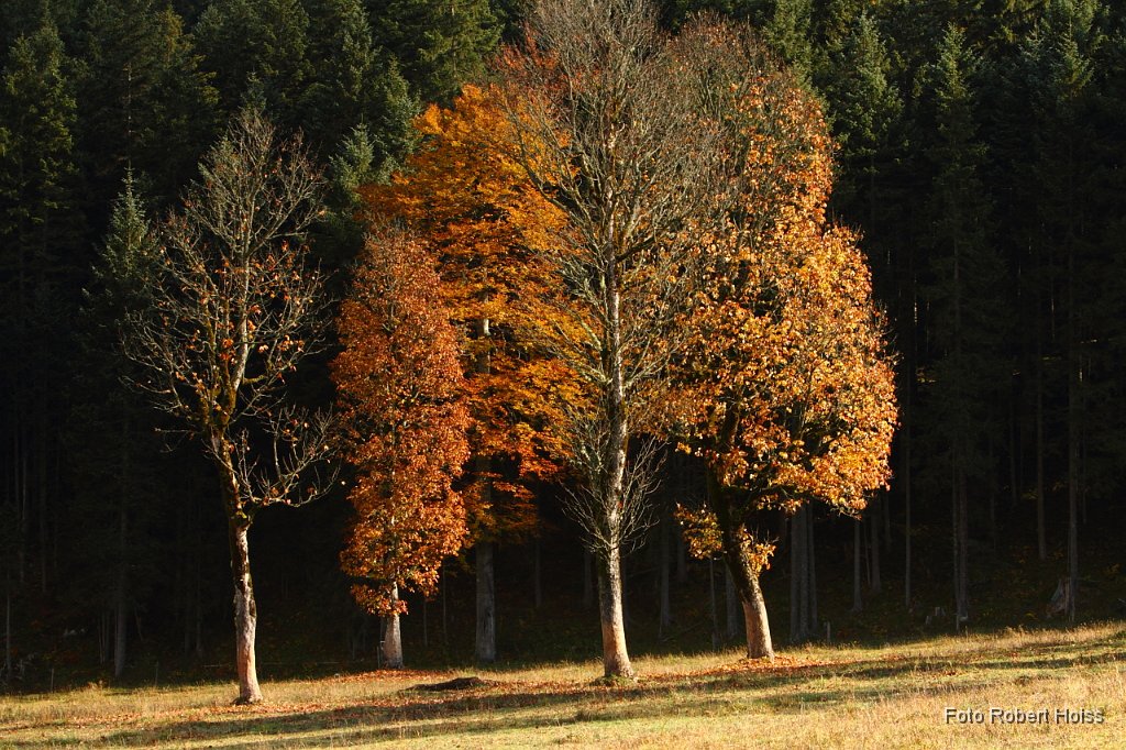 2010-10-09_07_Ahornboden_4287.JPG