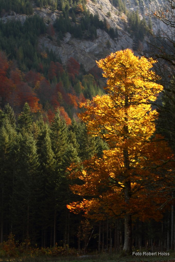 2010-10-09_08_Ahornboden_4299.JPG