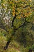 2010-10-23_03_Bergell_Kastanienwald_4580