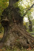 2010-10-23_06_Bergell_Kastanienwald_4673