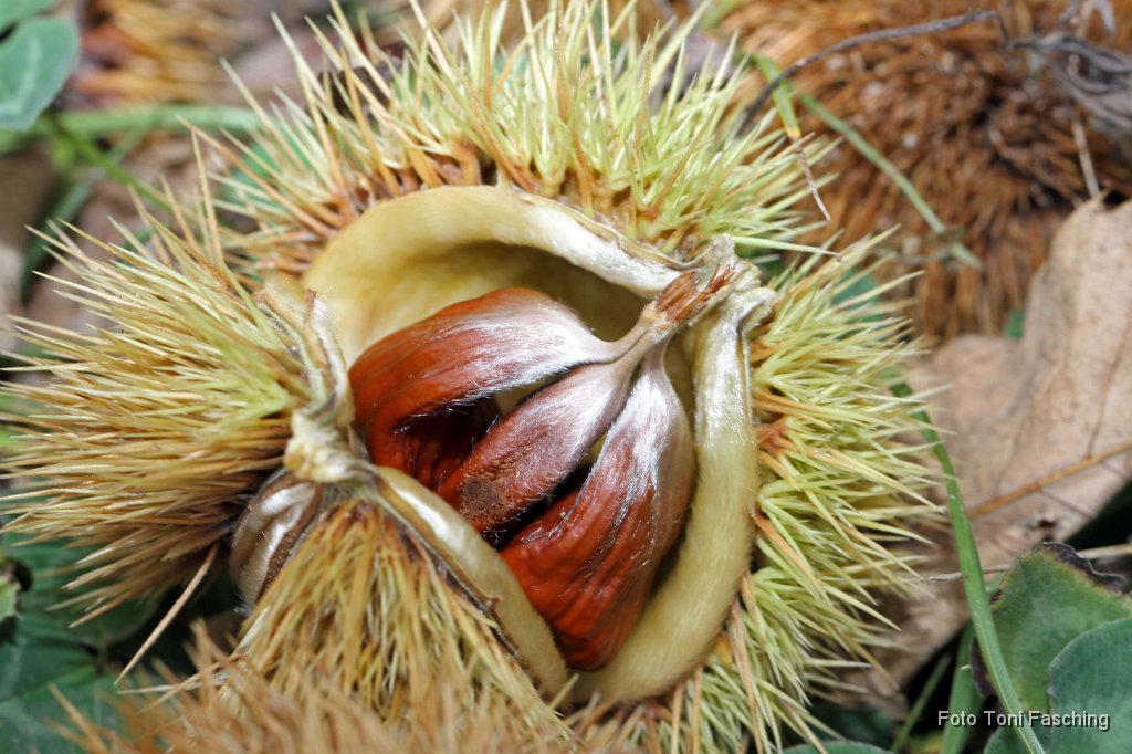 2010-10-10_083_Maroni.JPG
