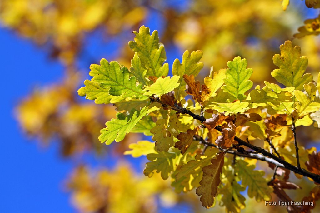 2010-10-26_01_Oktoberstimmung.JPG