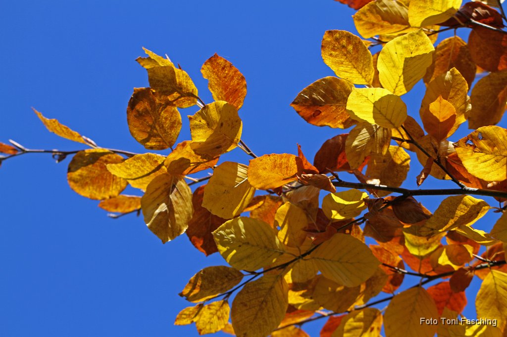 2010-10-26_02_Oktoberstimmung.JPG