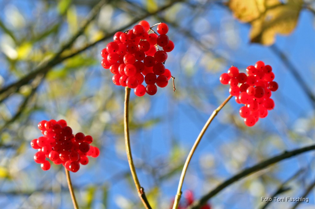 2010-10-26_03_Oktoberstimmung.JPG