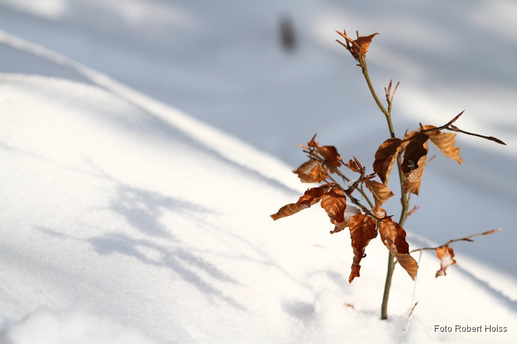 2010-12-31_03_Haspelmoor_7635.JPG