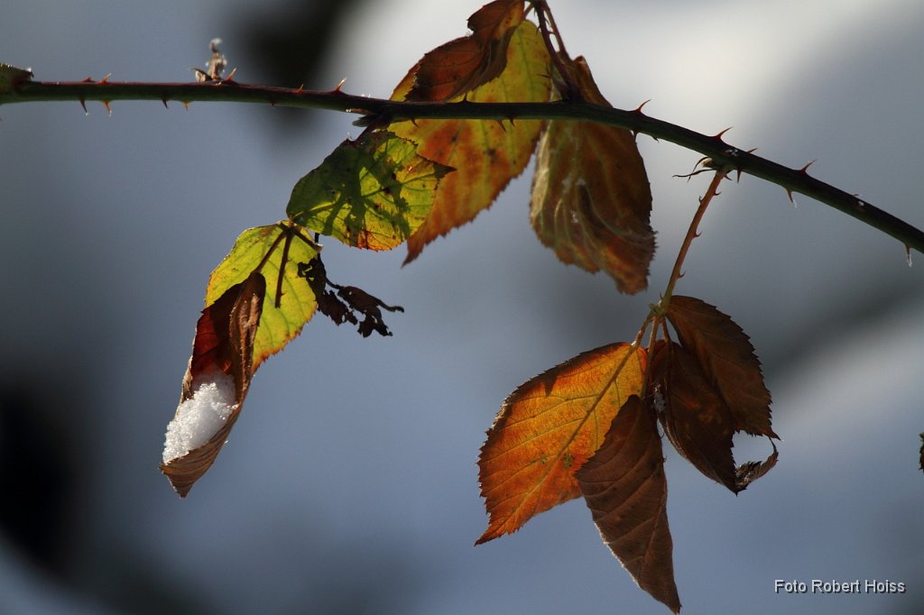 2010-12-31_04_Haspelmoor_7645.JPG