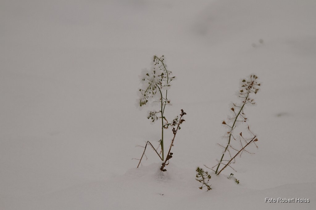 2010-12-31_17_Amperauen_7875.JPG